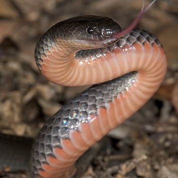 An eastern small-eyed snake.