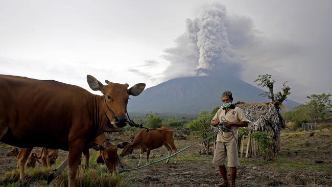 A villager takes his cows to a field with Mount Agung volcano erupting in the background in Karangasem, Bali, Indonesia. Picture: AP.