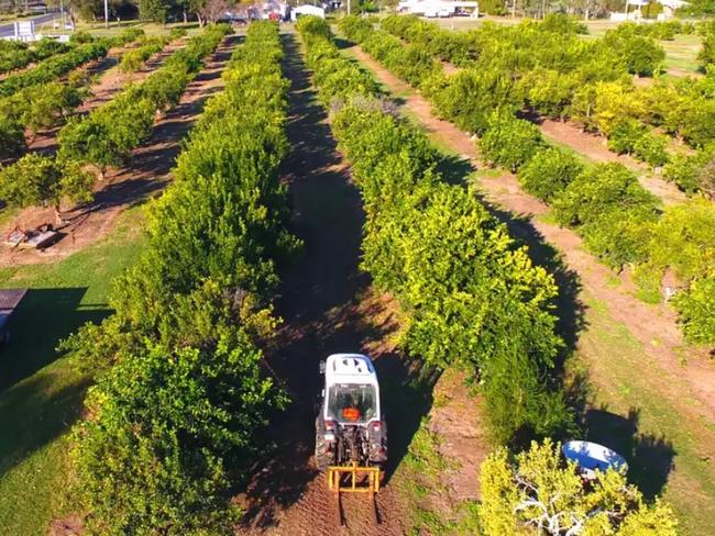 The orchard has existing contracts with citrus markets.