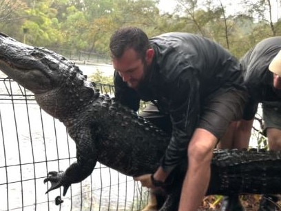 An alligator managed to get over its internal fence due to rising floodwaters. Picture: Australian Reptile Park