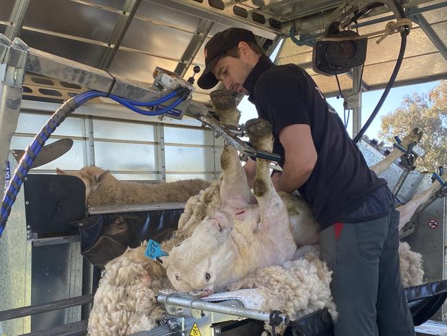 Nathan from Milindi Ram Shearing at Corowa, NSW, has bought a machine specifically for shearing rams so they do not need to be sedated.