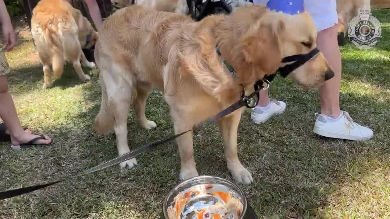 Stolen puppies reunite for first birthday