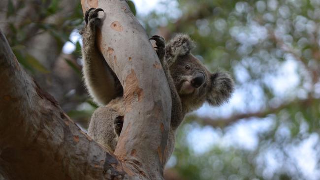 TIMELY REMINDER: Dave Wood took this photo of a healthy koala napping in a property on Sawtell Road near the Linden Avenue intersection last Thursday.