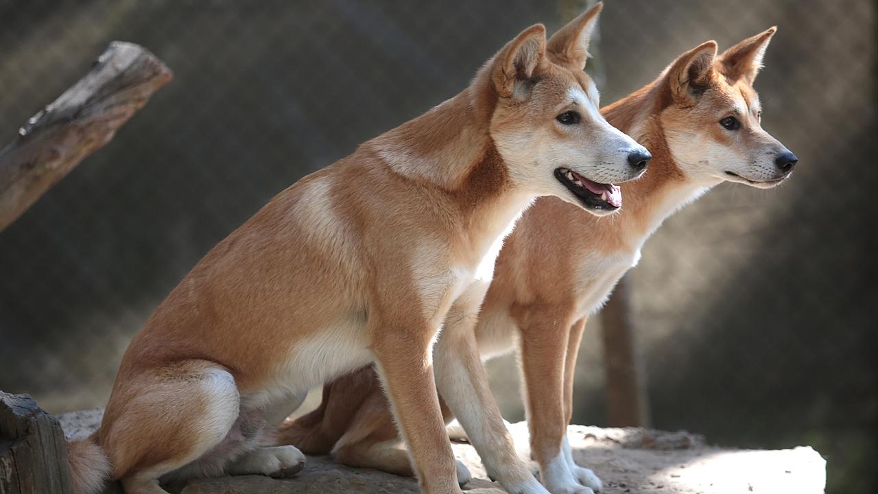 how many puppies are born in a norwegian lundehund litter