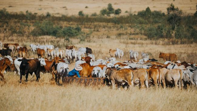 Leather Cattle Co.