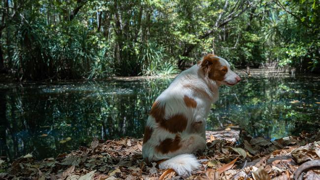 Banjo sits near one of the Eva Valley property’s idyllic creeks. Picture: Pema Tamang Pakhrin