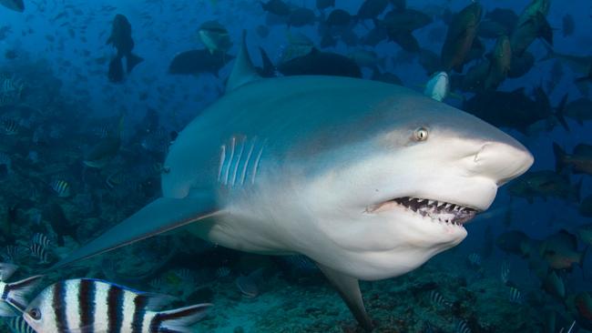 Bull sharks are one of the few shark species considered dangerous to humans. Picture: Alamy