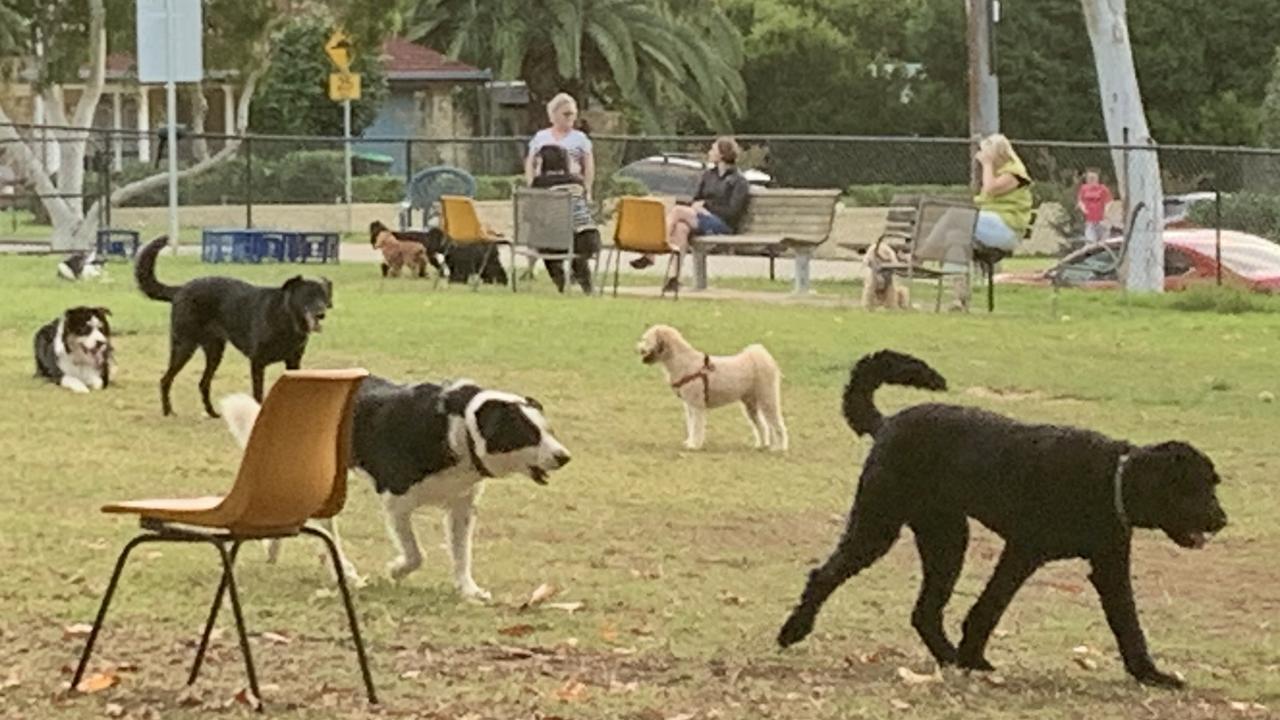 Hornsby dog parks: Where eight new off-leash areas could go | Daily