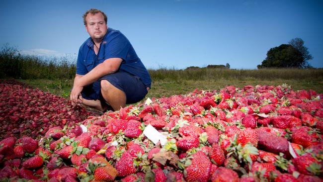 Braetop Berries strawberry farmer Aidan Young amid strawberries bound for destruction at the height of the needle scare