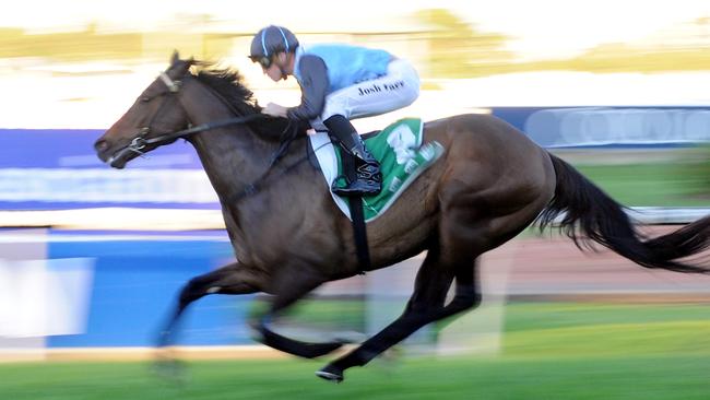 Inz’n’out has been well backed to win the Hawkesbury Rush. Picture: Simon Bullard