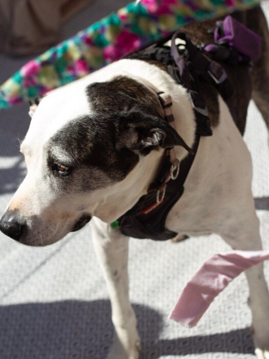 Friendly pooches were welcomed at the Moore Park Beach Arts Festival.