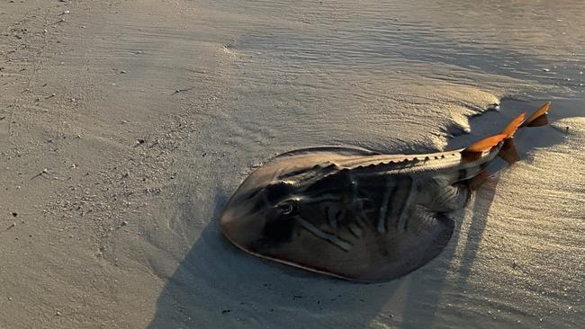 More than 200 marine species have been recorded as dead due to a toxic algae bloom in South Australia. Picture: Supplied
