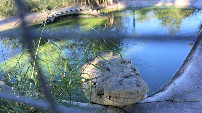 The highest rate of crocs were surveyed in the northern Cape York Peninsula. PICTURE: CHRIS CALCINO