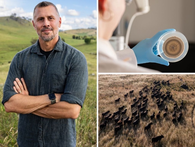 Clockwise from left: ROAM Agricultural chief executive Derek Peterson; plate of fungi used for reducing methane in ruminants; and a herd of Angus on the move near Woodstock, NSW. Picture: Rachel Lenehan