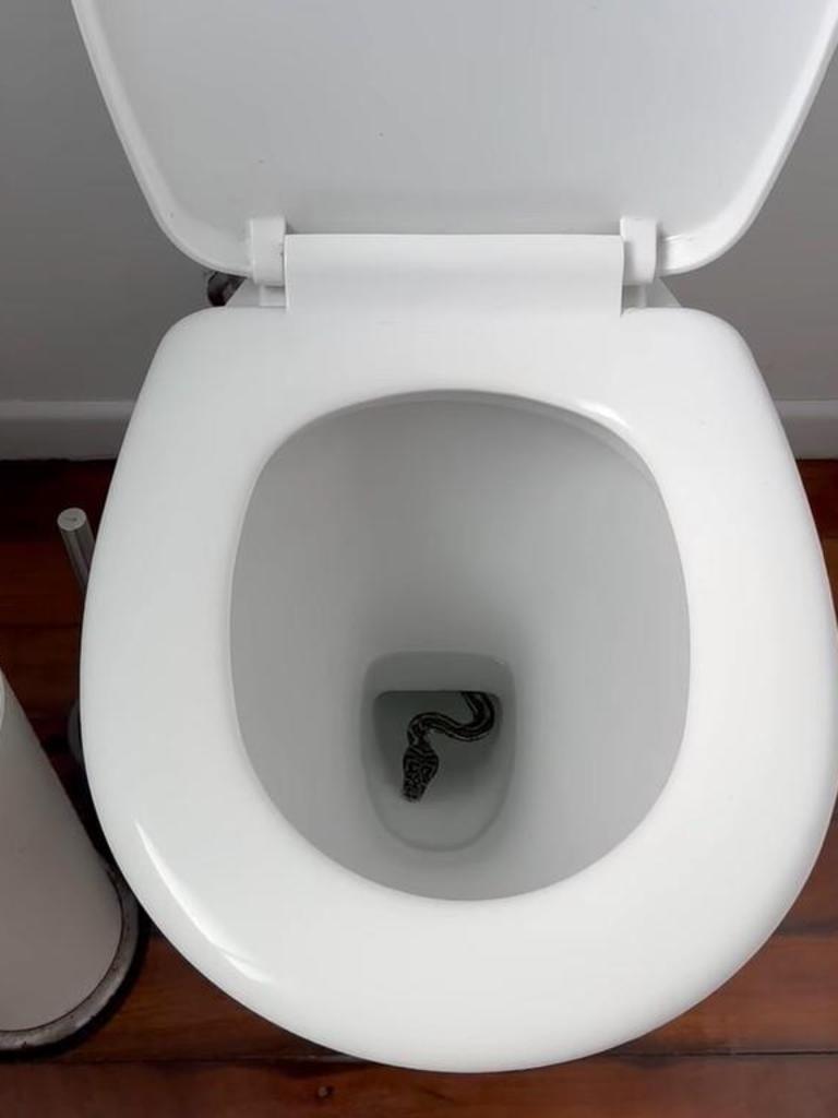 Cairns news: Woman finds snake and two rats inside toilet bowl early morning