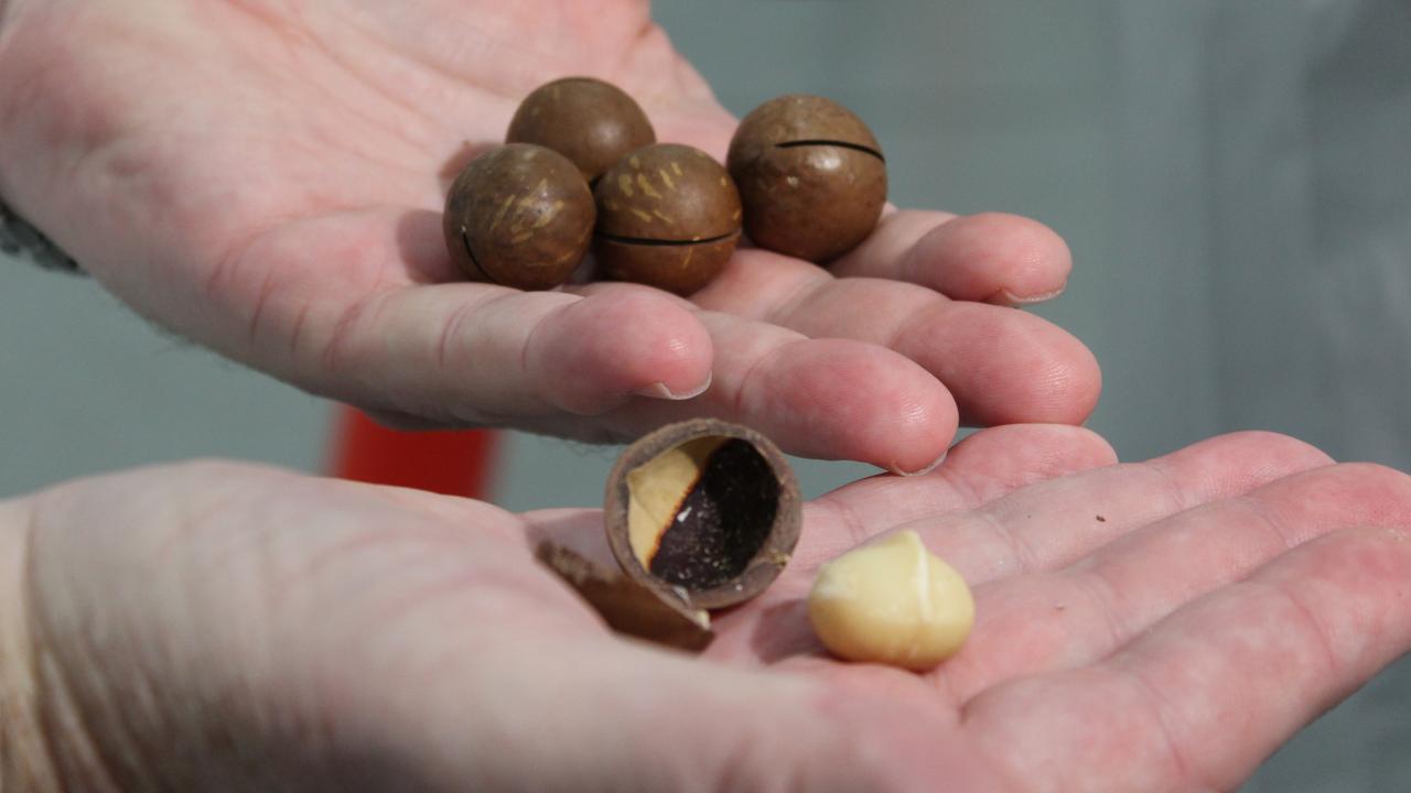 The company very proud of their zero waste operations with every part of the macadamia being used from shell to nut.