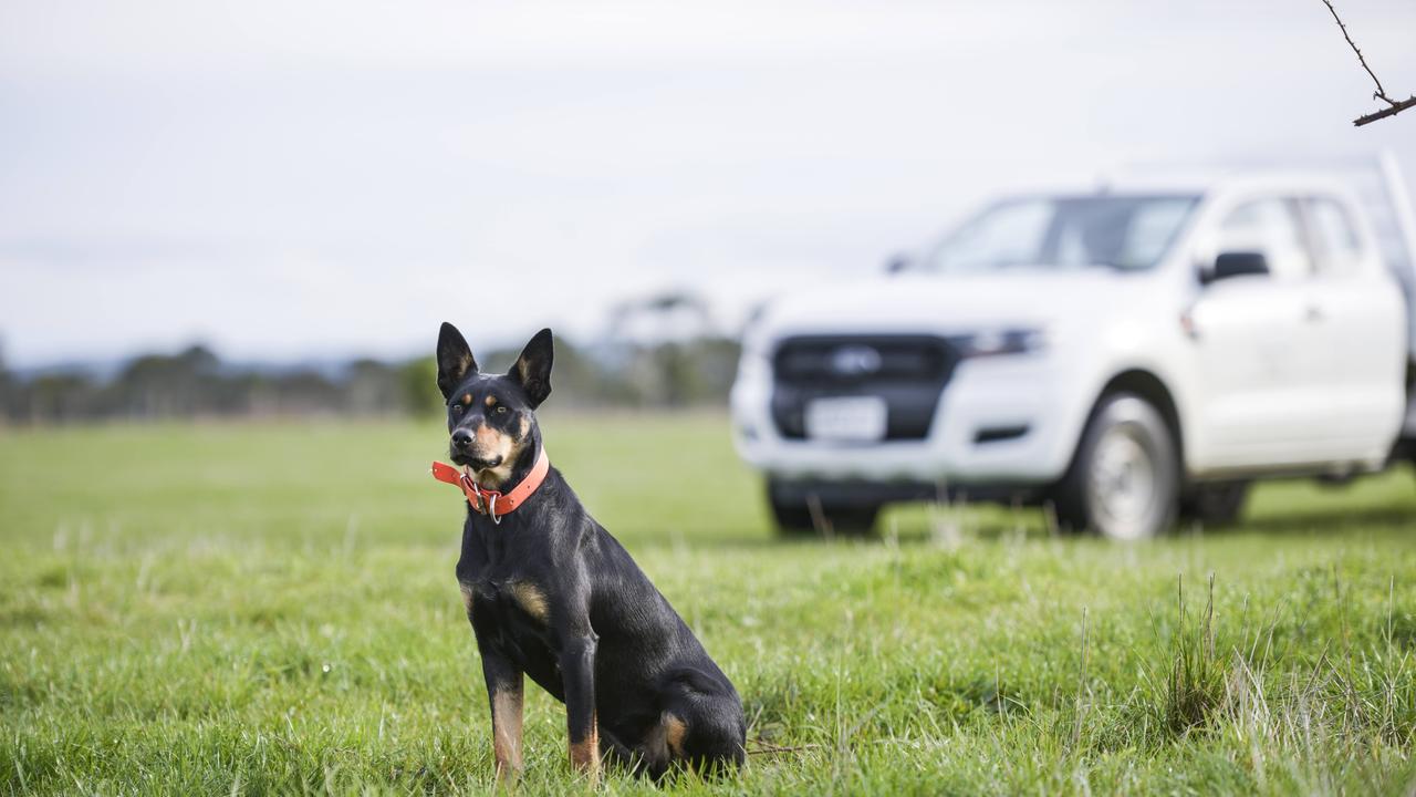 Kelpie Pepi helps Claire manage the family farm. Claire also works for her family’s Graham’s Seeds business.