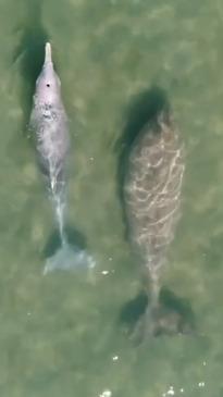 A dugong and humpback dolphin play in WA