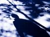 Ex-aged care worker behind shocking sex assault