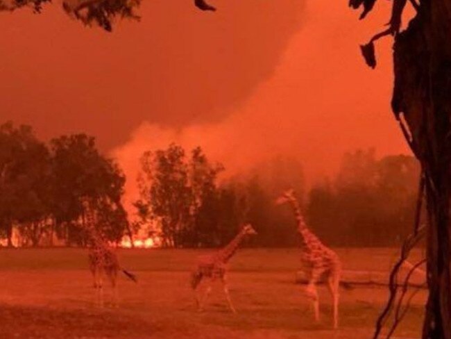 Giraffes seen at Mogo Zoo during the bushfires. Picture: Nine News