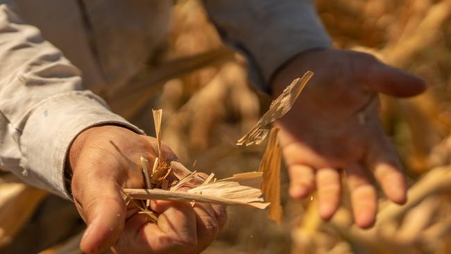 Agriculture export revenues generate a major part of the much-needed reserves of dollars as part of a 44 billion dollars repayment plan with IMF. According to experts, this drought, linked to a third straight La Nina climate pattern, is the worst in sixty years. Picture: Sebastian Lopez Brach/Getty Images