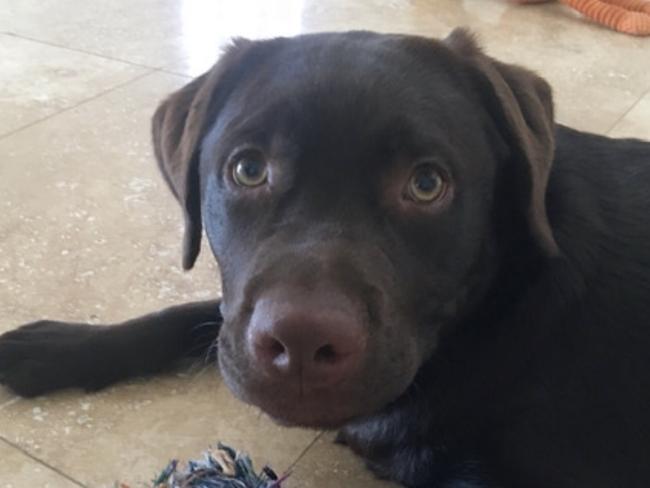 Coco, a chocolate labrador puppy, was killed in the backyard of a family home in Freshwater when the owners were out. Picture: Supplied.