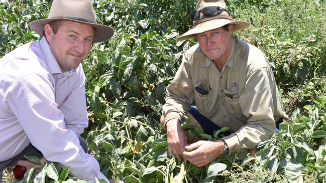 Bowen Gumlu Growers Association general manager Ry Collins and president Carl Walker at Walker Farms. Picture: Kirra Grimes