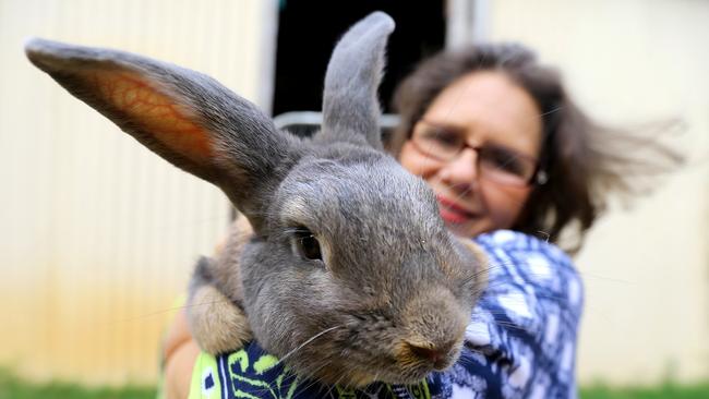 Kim Mooney from the Rabbit Sanctuary in Grafton with Boo the bunny rescued by her after Qld police seized it in raid. Pic Nathan Edwards