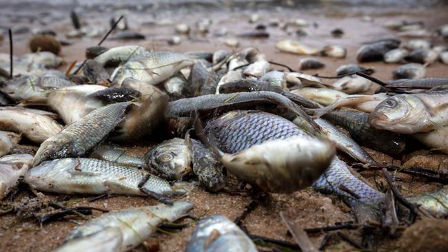 Carp are responsible for increasing the turbidity of the Murray Darling Basin’s waterways by an average 63 per cent. Picture: Emma Brasier