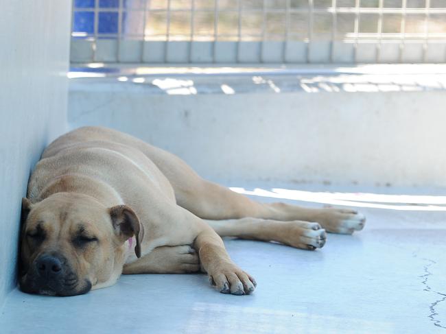 At 30 per cent beyond capacity the RSPCA are trying to highlight how much time dogs are spending at their kennels with a new week-long adoption drive beginning today in which buyers can pay $2 a day for however long the pets have been at the centre. Mona-Lisa is sad to not have a home