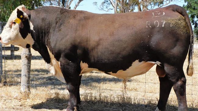 Days Whiteface stud bull Days Godfather who has joined the Herefords Australia’s Super Sire program.