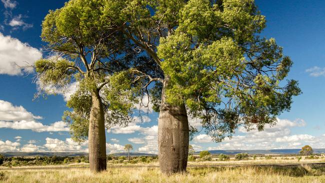 Boab trees can grow up to 12m tall with trunks that swell massively during the wet as their spongy tissue absorbs water.