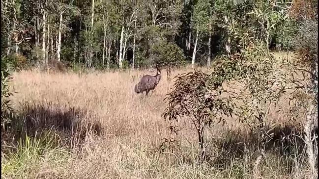 Brooms Head emu video