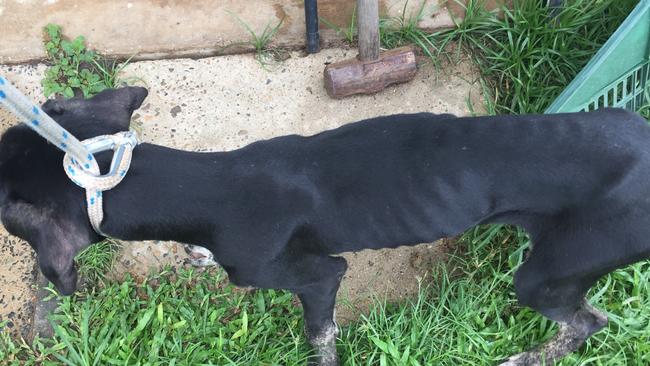 Great Dane cross Munster was in an "appalling" condition when the RSPCA seized him from owners Matthew Thomas Wellington and Theresa Louise Delaney. He was "skinny as a rake" and suffering from hookworm.