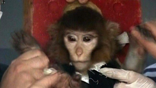 Scientists surround a monkey Iran says it successfully launched into space. Picture; AP