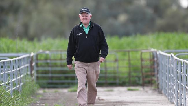 Bordertown livestock agent Graeme Hampel says farmers are hoping for good falls this week. Picture: Tait Schmaal.