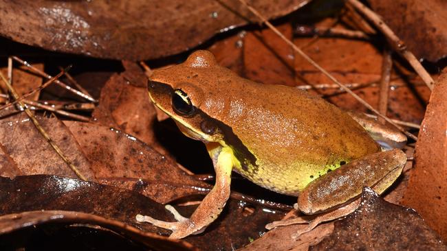 Another rare frog from southeast Quensland, the Litoria brevipalmata. Picture: Jodi Rowley, Australian Museum.