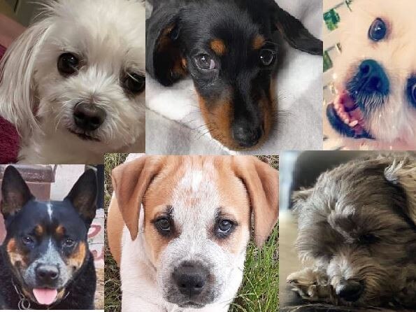 VOTE NOW: Crown Gympie's cutest dogs by voting for one of these cute finalists above. Find the poll below: