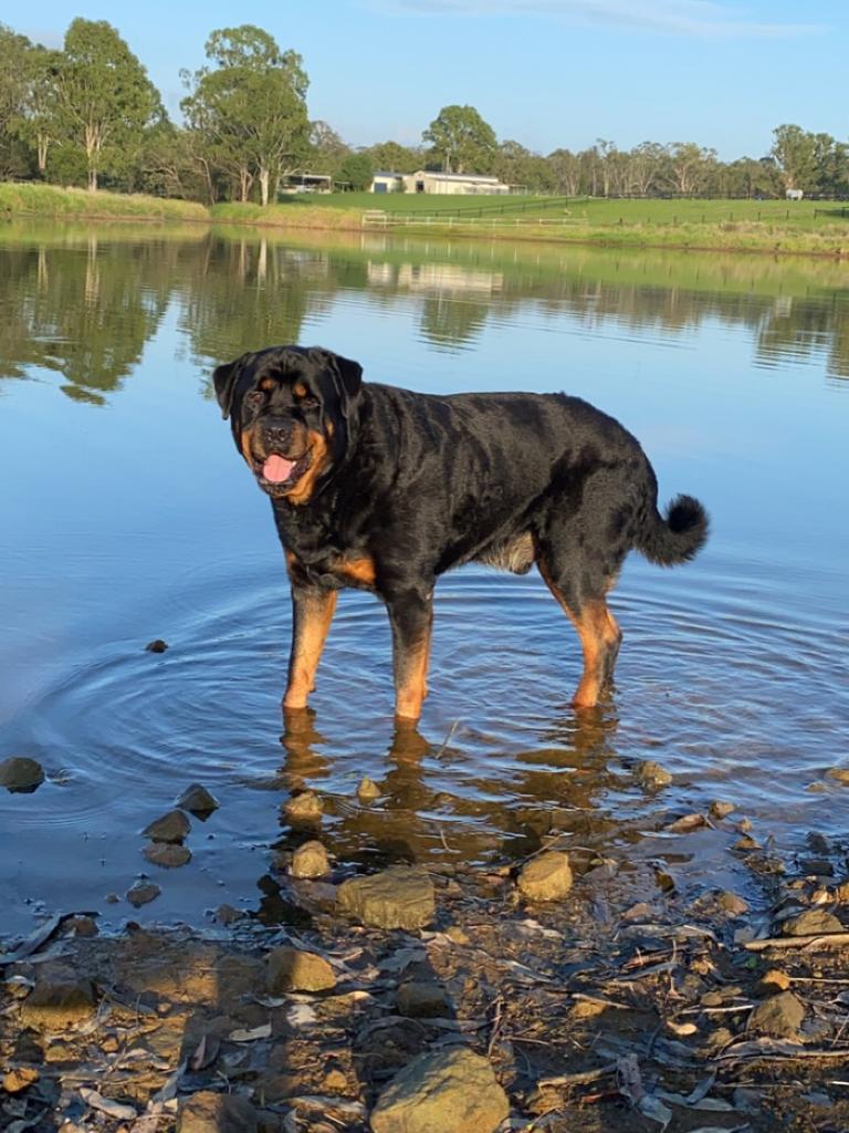 Moto loving the lake on his early morning walk. Picture: Sandra