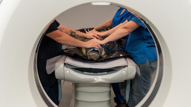 A scaly patient enters the scanner. Picture: Pema Tamang Pakhrin