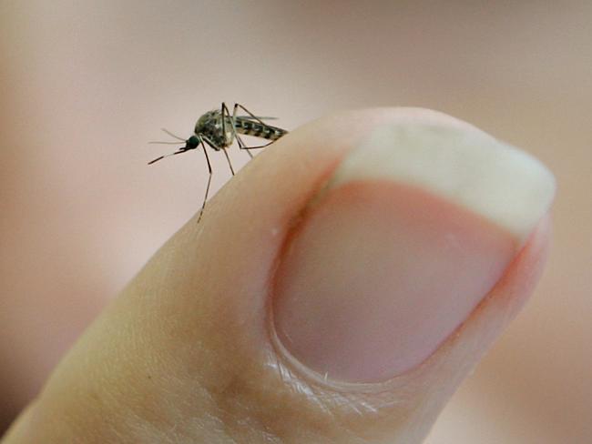 The Ross River virus has no cure and is carried by mosquitoes.