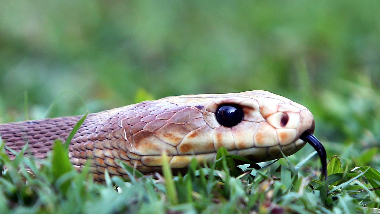 Tully snake bite and car crash make busy morning for paramedics | The ...