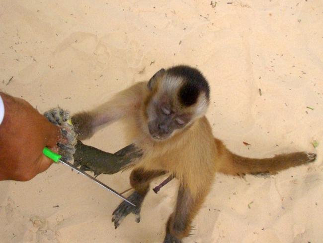 No monkey business please. Picture: Fred Schinke