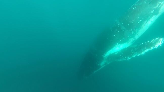 The humpback whale swims away after it was freed. Photo Sea World