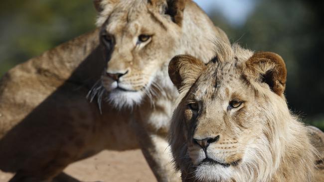 A second lion pride will be introduced. Picture: David Caird