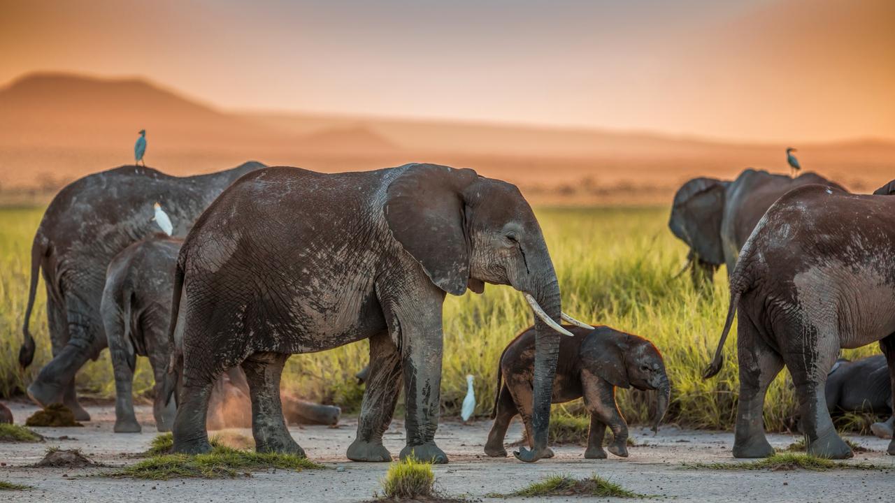 African Elephants at Sunset