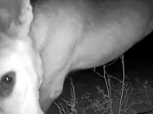 Gavin Ford caught this footage of a dingo on his Arlo GO camera. Picture: Gavin Ford mobiles