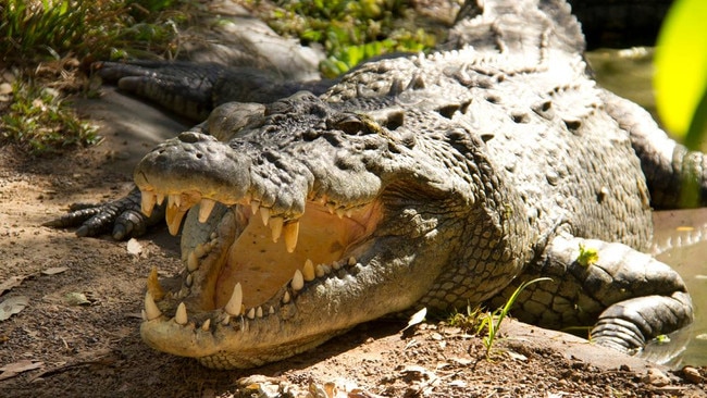 Crocs were at the bottom of the hospital presentations list and accounted for only 10 admissions in seven years. Picture: Adam Britton/Big Gecko