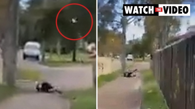 Man's horror encounter with magpie caught on camera