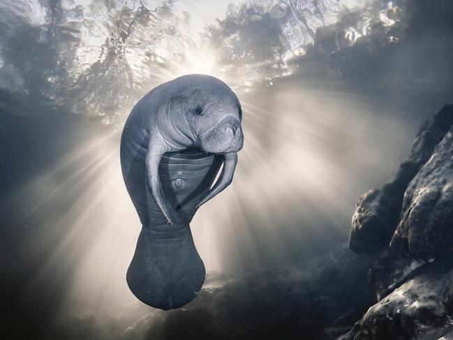 Sylvie Ayer: A manatee enjoys the crystal-clear waters of the Homosassa River. Florida